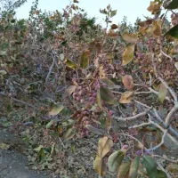 باغ پسته وانگور و انواع میوه در بهترین نقطه قولنجی