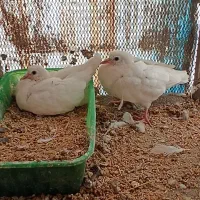 کفتر چادری و تهرانی|پرنده|پاکدشت, پاکدشت (مامازند)|دیوار