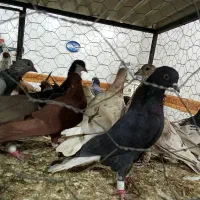 کبوتر|پرنده|قزوین, |دیوار