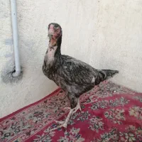 مرغ لاری|حیوانات مزرعه|رباطکریم, رباطکریم|دیوار
