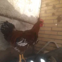 خروس دورگ جوان ۲ عدد|حیوانات مزرعه|سیرجان, |دیوار