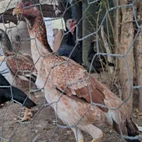 جوجه خروس و مرغ اوشامو|حیوانات مزرعه|تهران, نازیآباد|دیوار