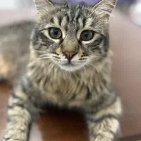 واگذاری رایگان گربه|گربه|کرج, فاز ۲ مهرشهر|دیوار