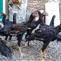 مرغ و خروس لاری اصلی