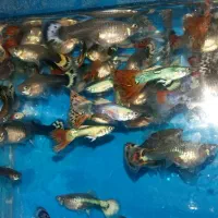 گوپی سنگاپوری و دامبو و دمشمشیری