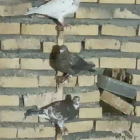 کفتربوم زدوخوردی کفترچاشنی بازی دانه۴۰۰|پرنده|گلمکان, |دیوار