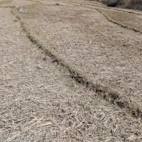 زمین مزروعی ۲۰۰۰ متر شیراباد تالش|فروش زمین و ملک کلنگی|حویق, |دیوار