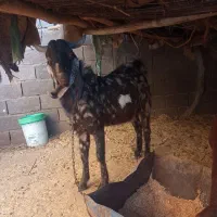 بز (پاکستانی)