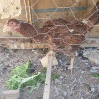 مرغ لاری کرچ