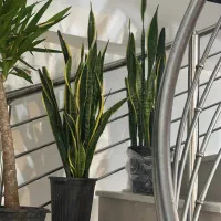 گل وگیاه طبیعی آپارتمانی|گل و گیاه طبیعی|رستمآباد, |دیوار