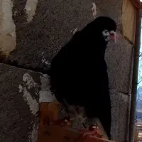 چپ سیاه یقه بسته گل دار دوس‌بداری