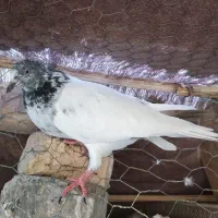 پرنده کبوتر|پرنده|ایرانشهر, |دیوار