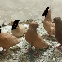 کبوتر
