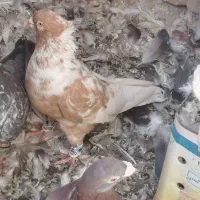 کلاغ خطی زردنر