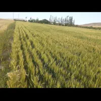 فروش ۱۵۰۰۰ متد زمین کشاورزی و چاه عمیق و استخر