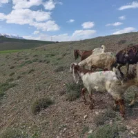 فروش 2 عدد بز