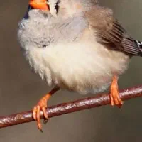 مرغ عشق معاوضه با ماده