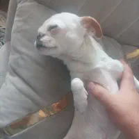 سگ گم شده|حیوانات|سهند, |دیوار