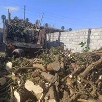 خرید و فروش چوب مرکبات و انواع چوب های باغی