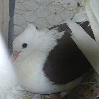 کفتر دوکت و دمبی|پرنده|اصفهان, بهارستان|دیوار