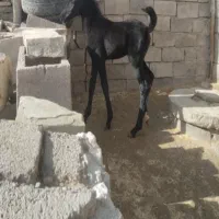 اسب|اسب و تجهیزات اسب‌سواری|همدان, |دیوار