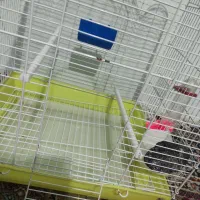 قفسه|لوازم جانبی حیوانات|خرم‌آباد, |دیوار