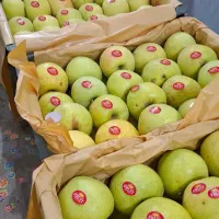 سیب قرمز و سفید|خدمات باغبانی و درختکاری|محمدبار, |دیوار