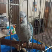 طوطی راهب|پرنده|کرمان, |دیوار