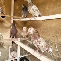 کفتر ساعت سنگین (بشرط) بصورت فروش یکجایی درخدمتم|پرنده|فردیس, سپید دشت|دیوار