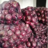 تخم پیاز قرمز بناب تضمینی|گل و گیاه طبیعی|بناب, |دیوار