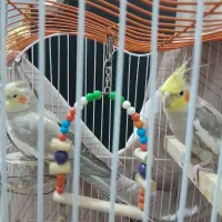 یک جفت عروس هلندی بالغ و تک سخنگو|پرنده|قرچک, محمد آباد|دیوار