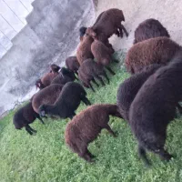 ۸ جفت و نیم بره نر و ماده قزل افشار برای داشتی