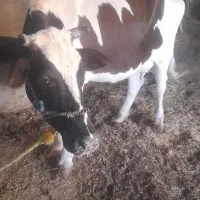 عقیلی روستای چم عربان|حیوانات مزرعه|شوشتر, |دیوار