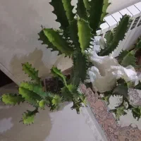 گل و گیاه|گل و گیاه طبیعی|کرج, باغستان|دیوار