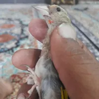 قناری سهره جوجه
