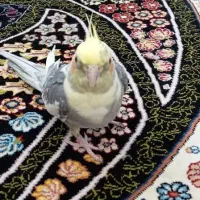 عروس هلندی