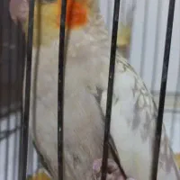 عروس هلندی|پرنده|ری, سیزده آبان|دیوار