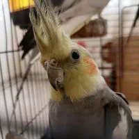 عروس هلندی 2ساله بالغ نر سینامون