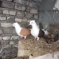 شونی|پرنده|بیرانوند, |دیوار