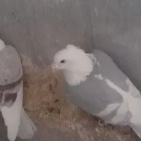 نروماده کویتی