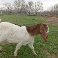 بزغاله ماده پاکستانی درتویسرکان