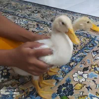 دوعدد جوجه اردک یک ماهه