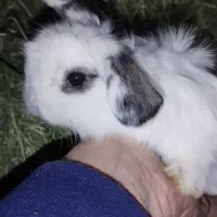 بچه خرگوش لپ هلندی|موش و خرگوش|پاوه, |دیوار