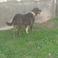 ماده|سگ|بندر ترکمن, |دیوار