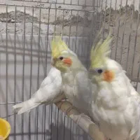 عروس  لوتینو