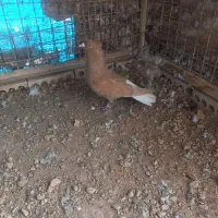 زرد دمپاک نر دوری عطیقه