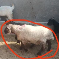 بره نر