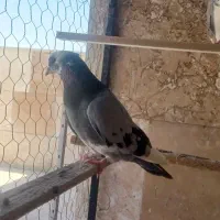 کفتر تک نر ۳عدد