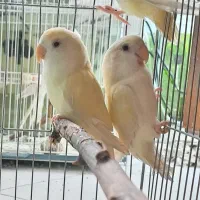 پرنده شامل عروس، برزیلی، مرغ عشق (فروشی یا معاوضه)