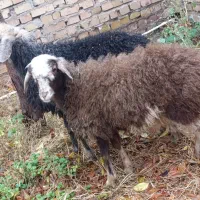 گوسفند دوراس بره ماده